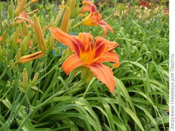 Лилейник оранжевый - Дашогуз - img 1