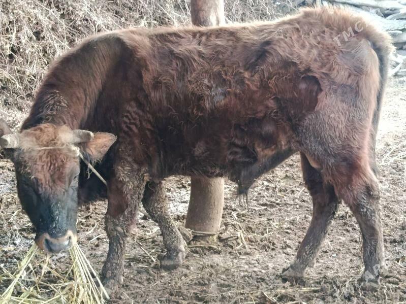 Okuz - Кёнеургенч - img 1