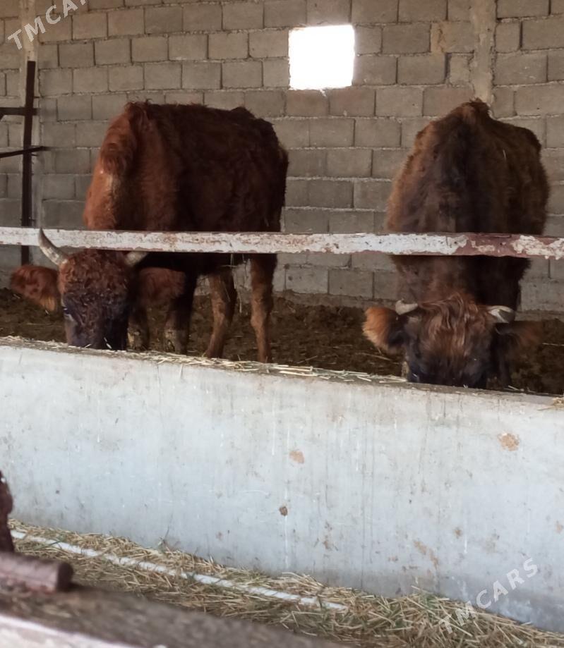 SYGYRLAR - Гёкдепе - img 1