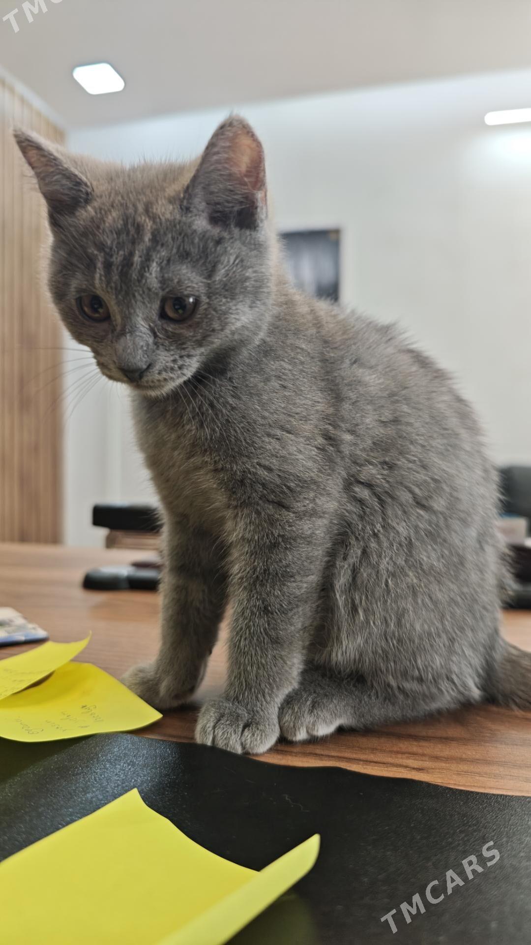 Pisik - Aşgabat - img 1