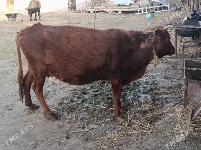 Sygyr - Gökdepe - img 1