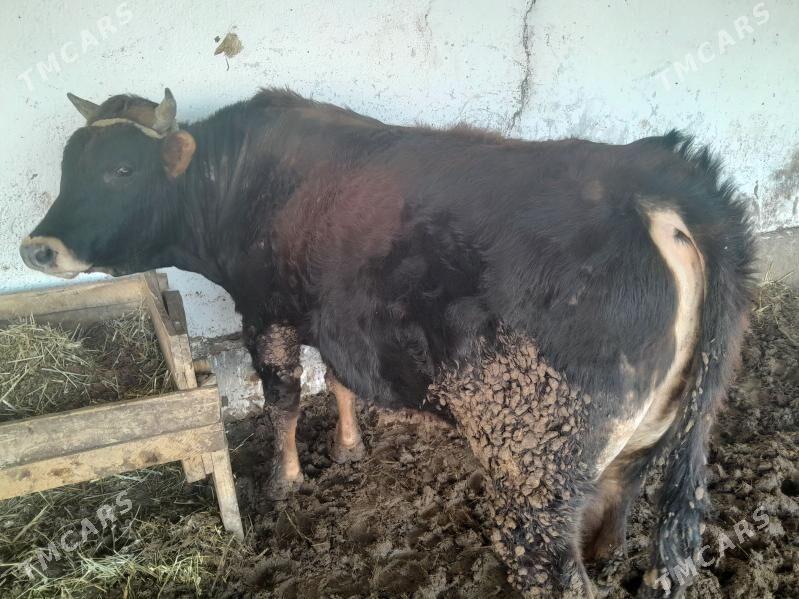 Okuz - Gökdepe - img 1