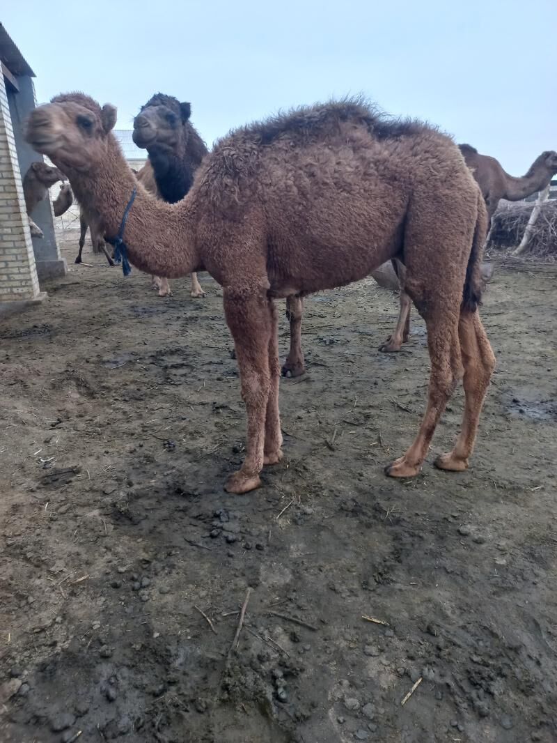 торум - Байрамали - img 1