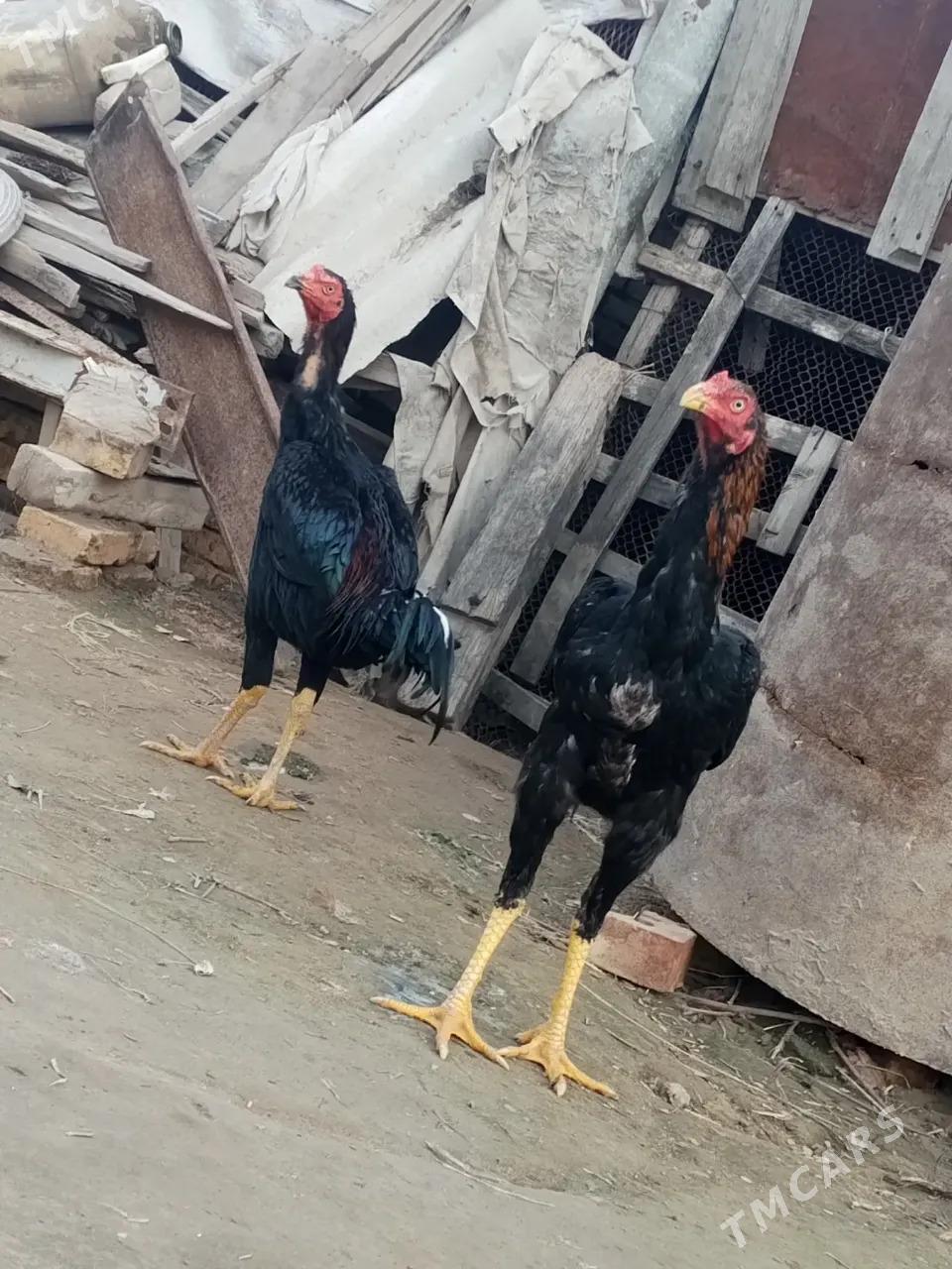 juyje - Векильбазар - img 1