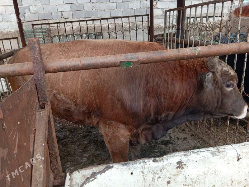 Satlyk Ökuz - Ялкым - img 1