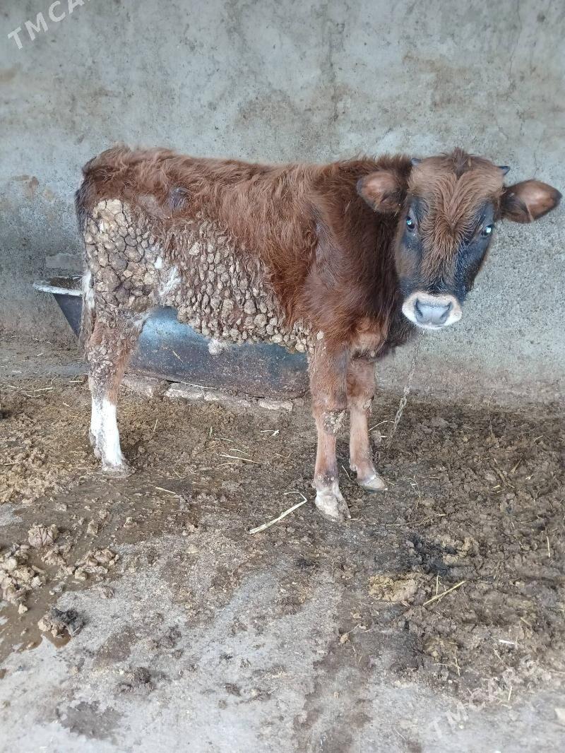 Okuz - Gökdepe - img 1