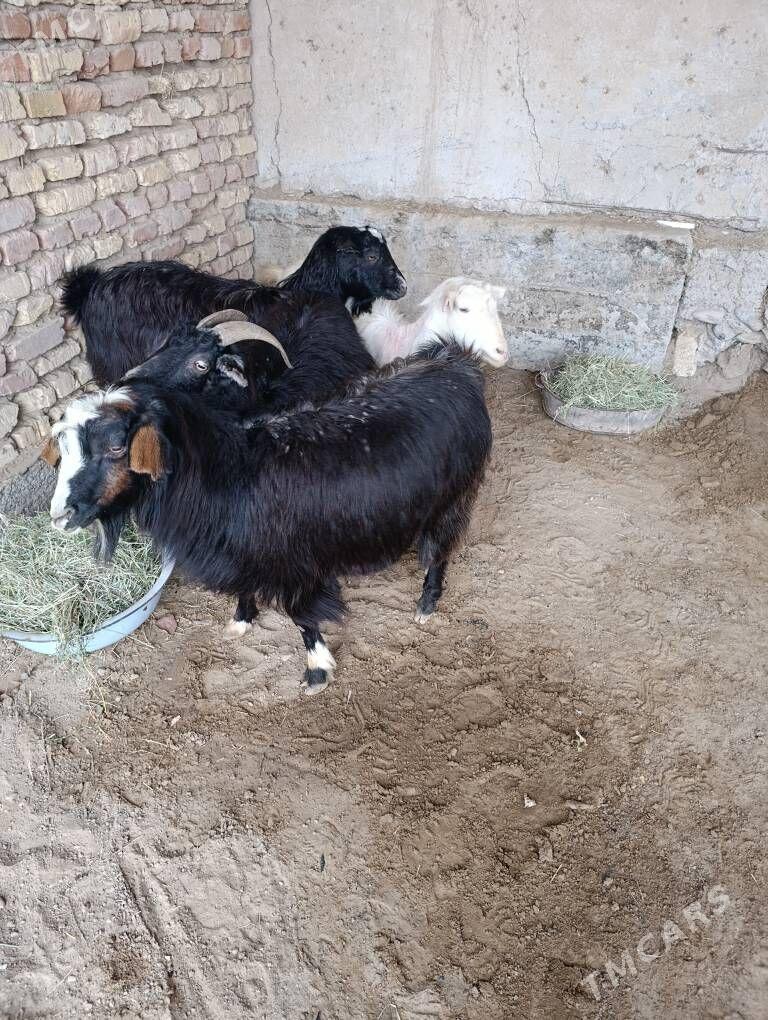 geçi - Sakarçäge - img 1