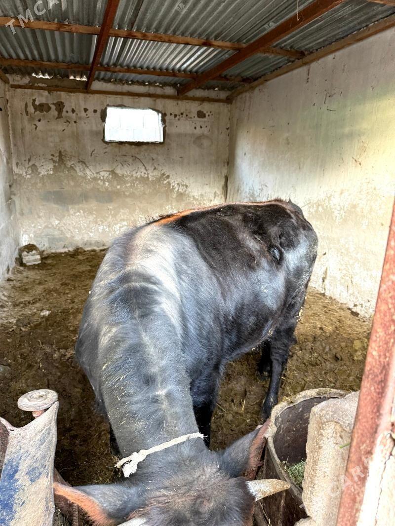 okuz - Ak bugdaý etraby - img 1