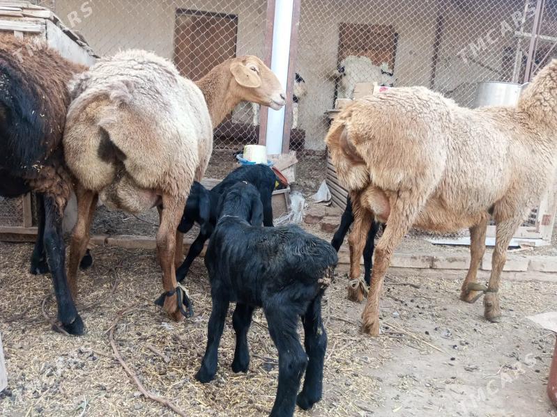 ГИССАР. АРАССА ГОЮН - Kerki - img 1