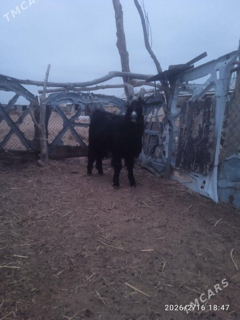 Teke - Мары - img 1