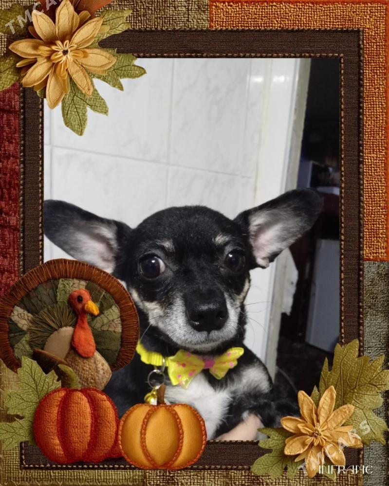 Домашние животное - Туркменабат - img 1