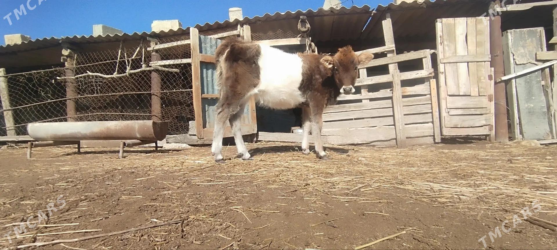 sygyr - Etrek - img 1