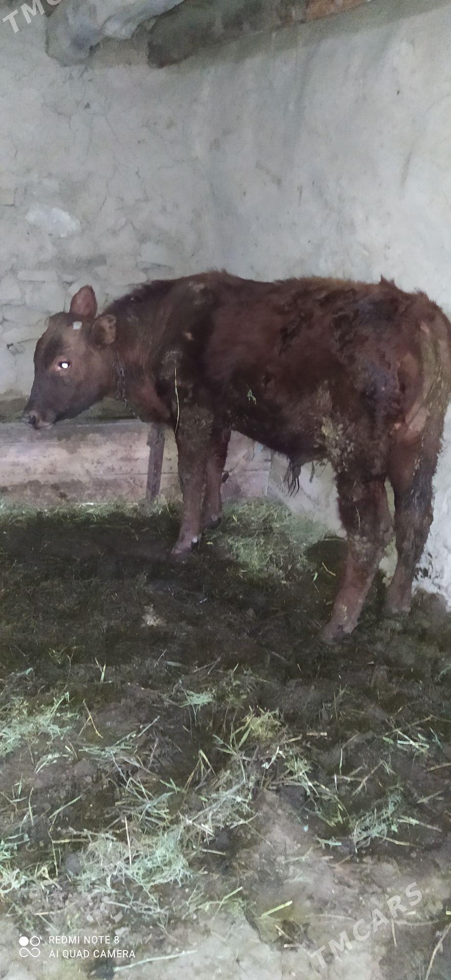 okuz - Bäherden - img 1