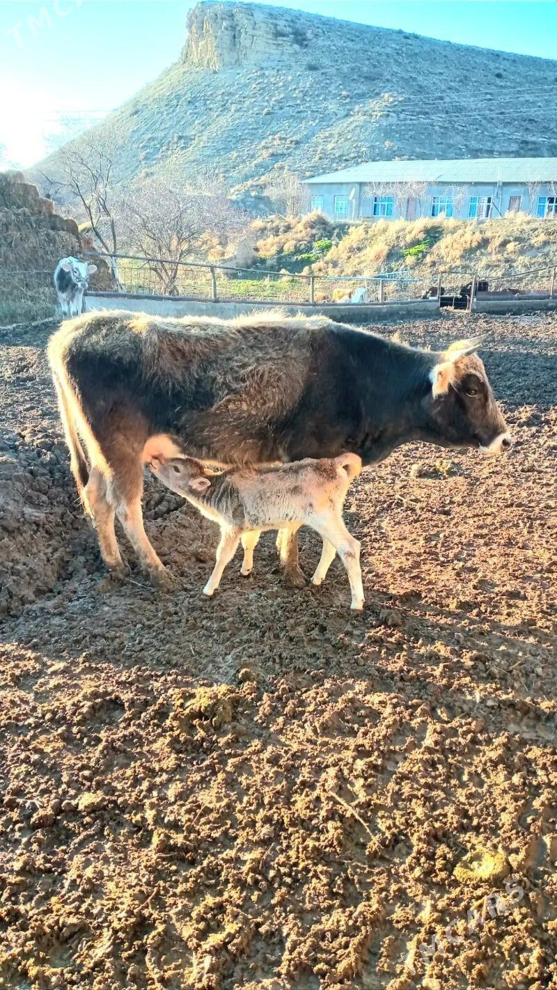 göleli sygyr - Бахарден - img 1