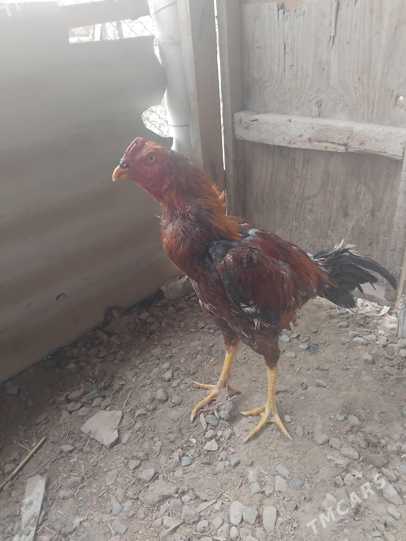 horaz - Baýramaly - img 1