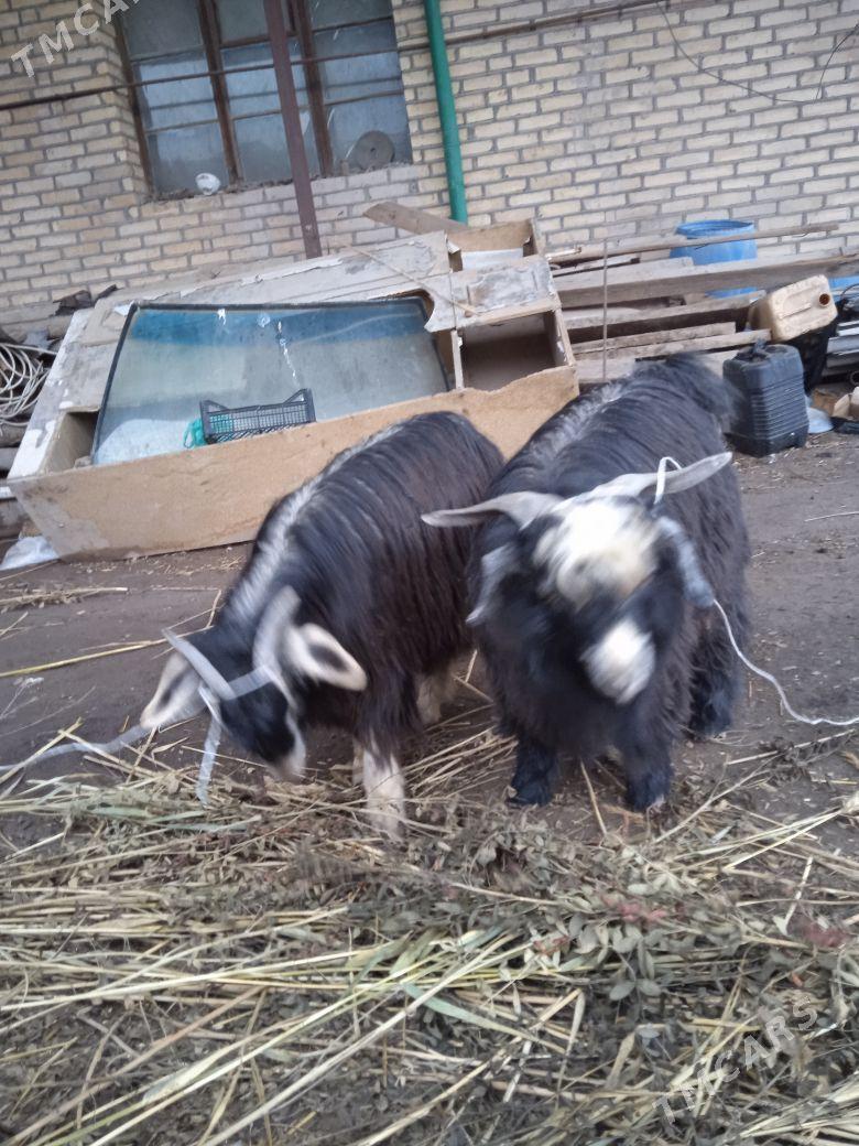 Geci - Daşoguz - img 1