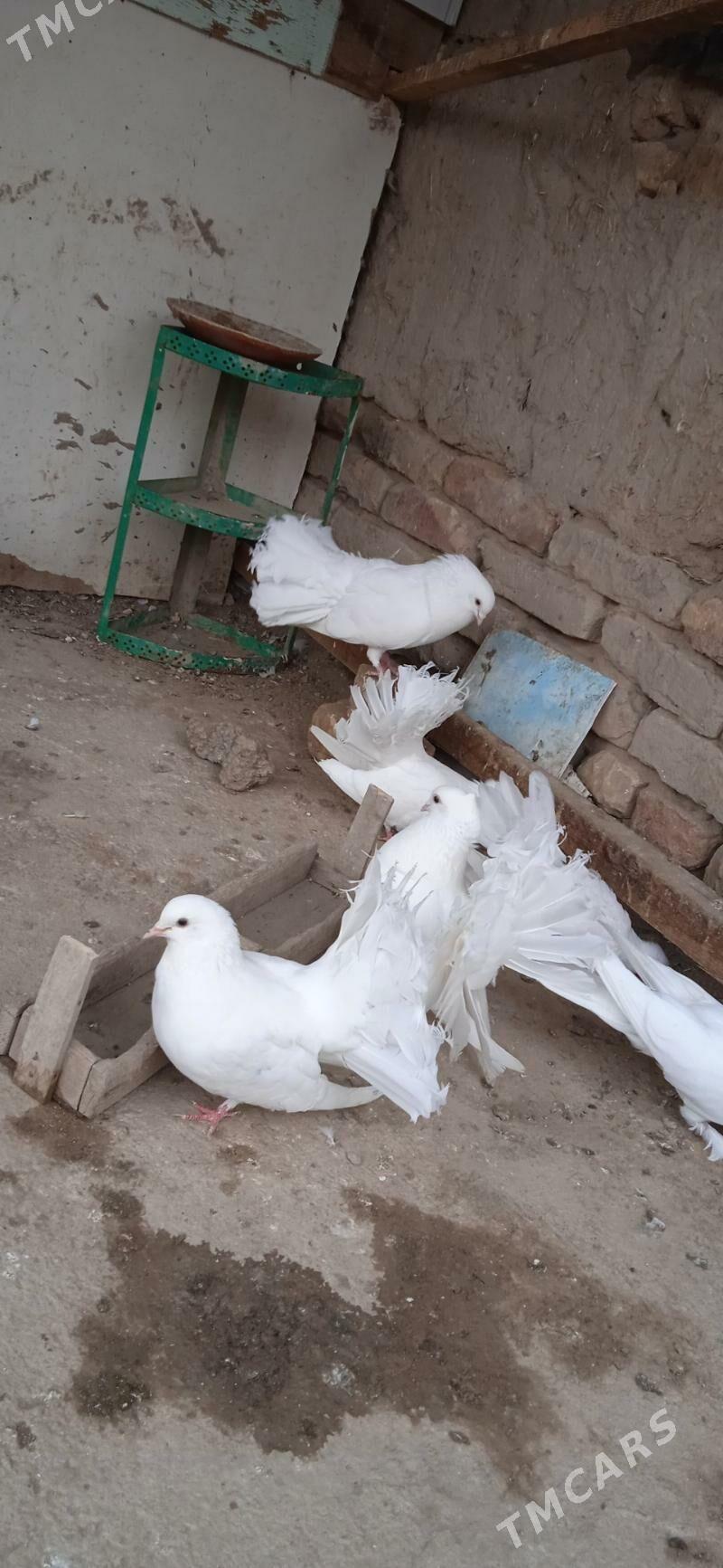 кепдери - Гурбансолтан Едже - img 1