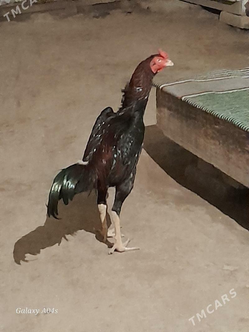 horaz - Şabat etr. - img 1