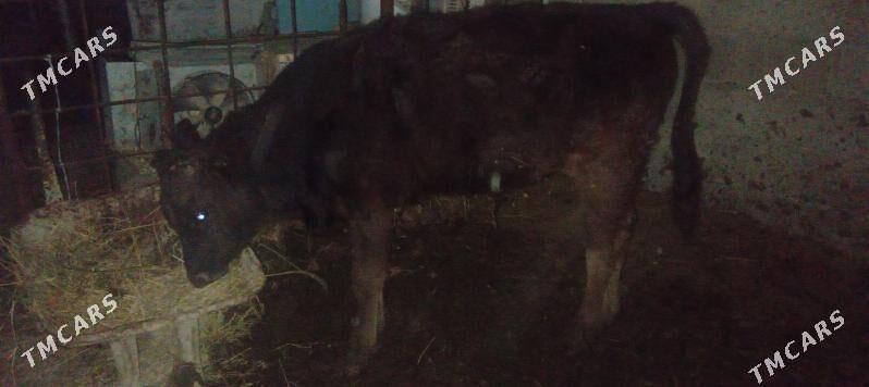 Ökuz tohum - Gökdepe - img 1