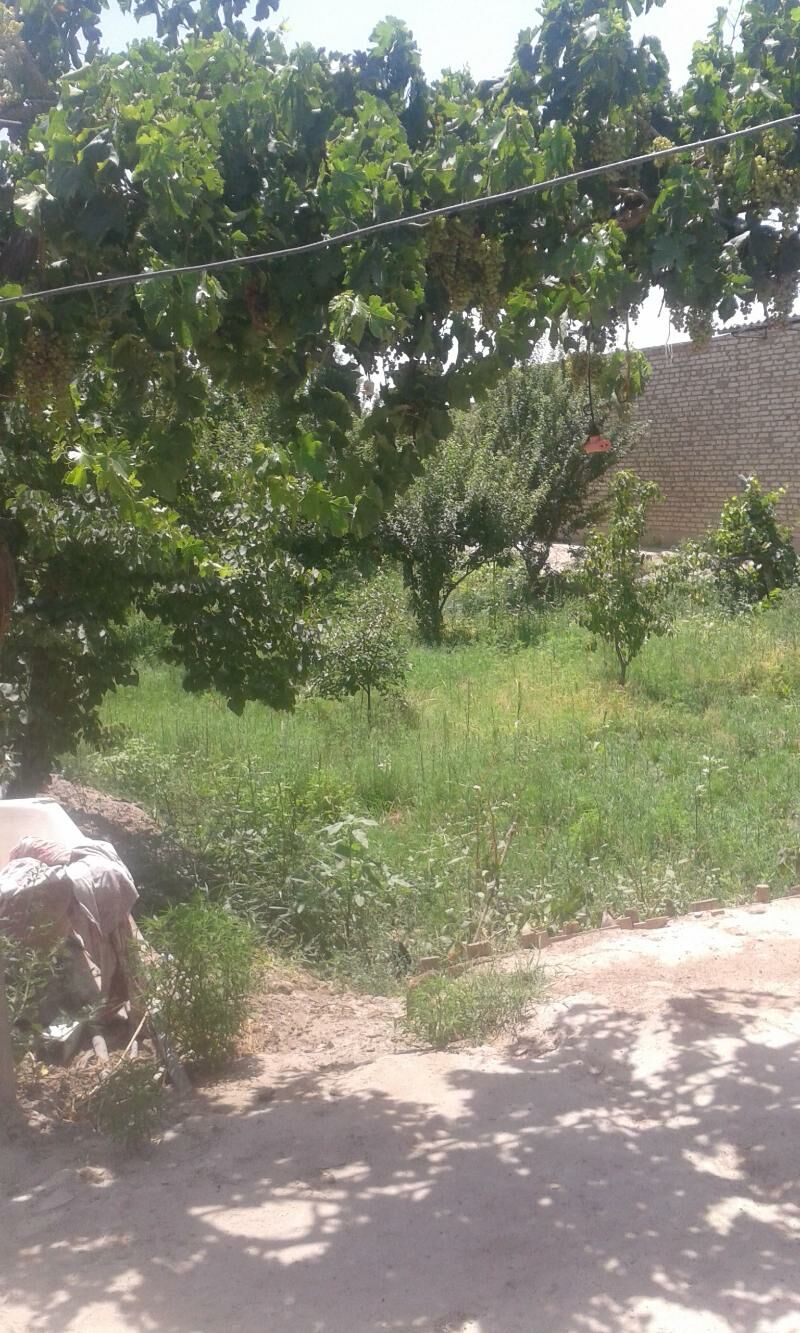 Срочно продам ярым меллек 10 с - Сакар - img 1