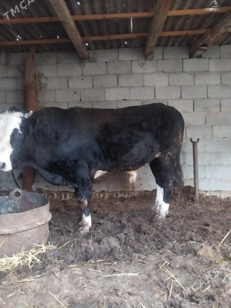 okuz gibrit - Gökje - img 1