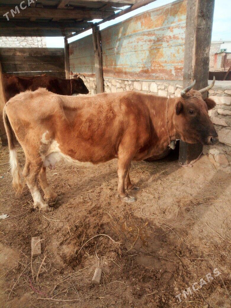 sygyr - Jebel - img 1