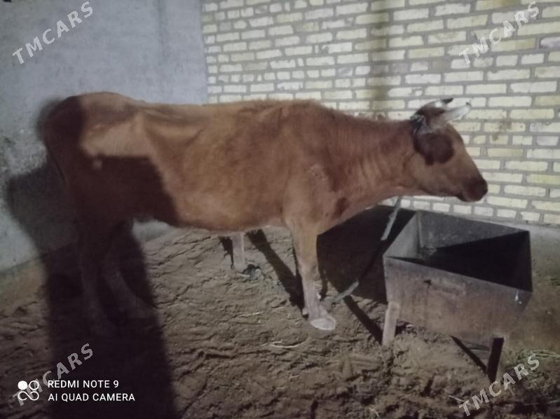 Goleli Sygyr - Babadaýhan - img 1