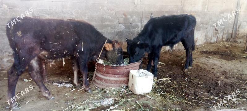 õküz - Ýaşlyk - img 1