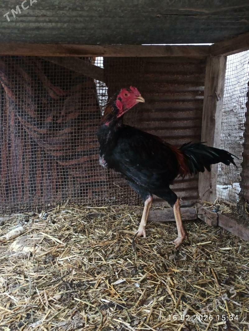 baysy - Garabekewül - img 1