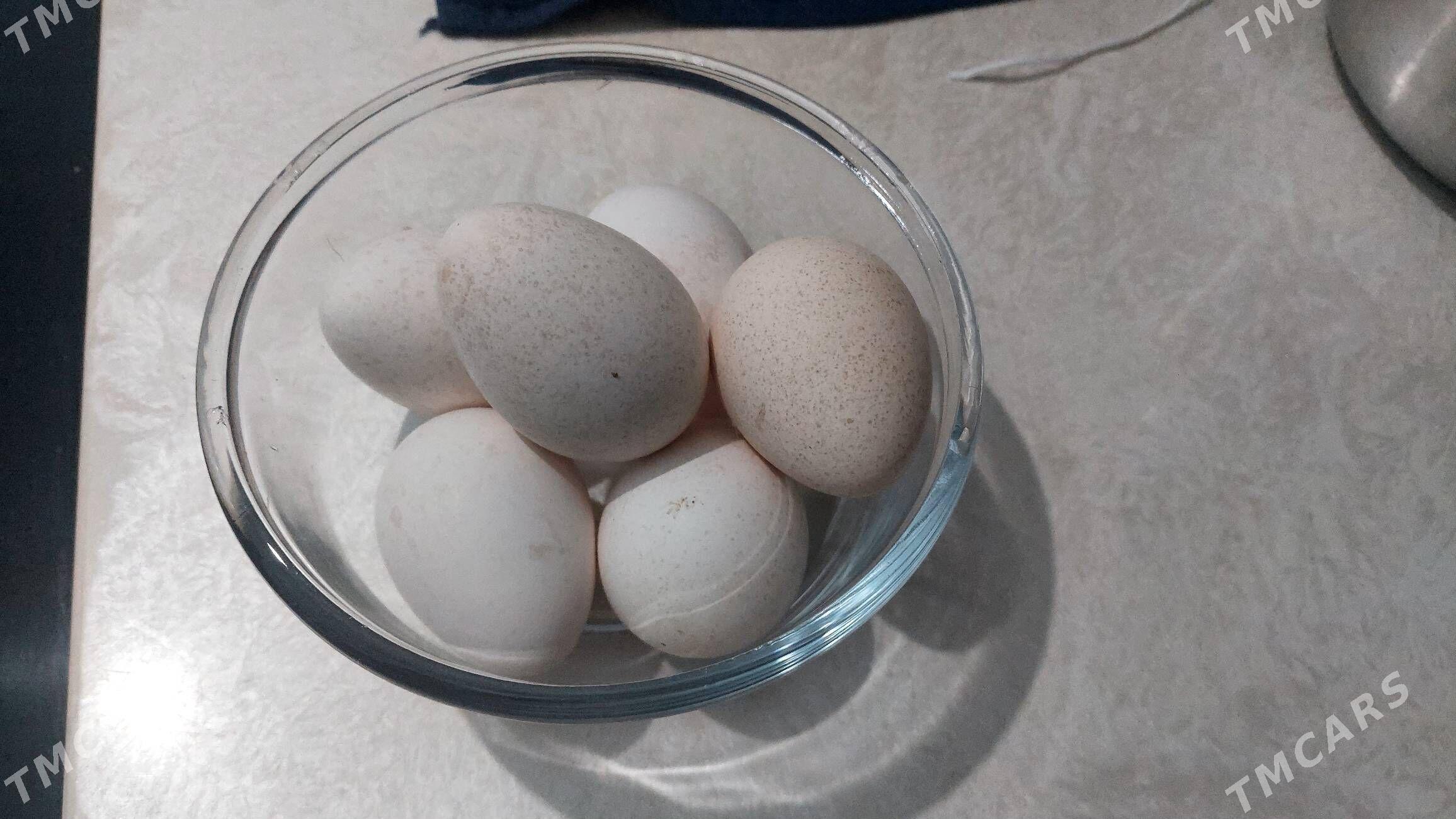 induk yumurtga owgan paroda - Gökdepe - img 1