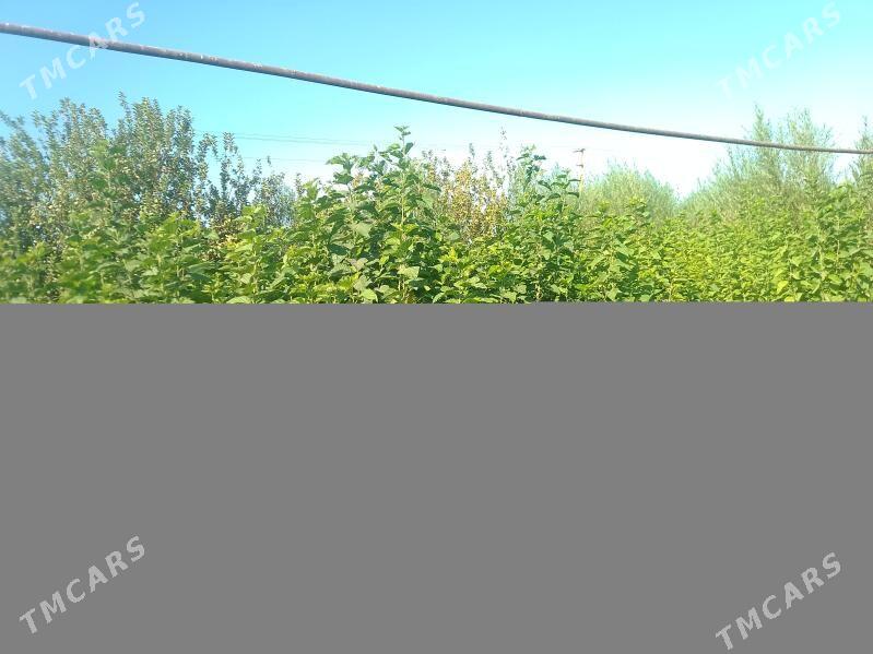 ýapon tut nahalny - Garabekewül - img 1