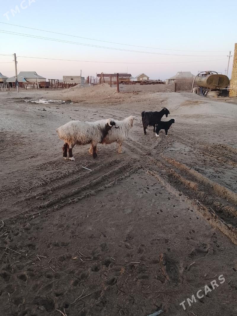 goyun we geçi - Esenguly - img 1