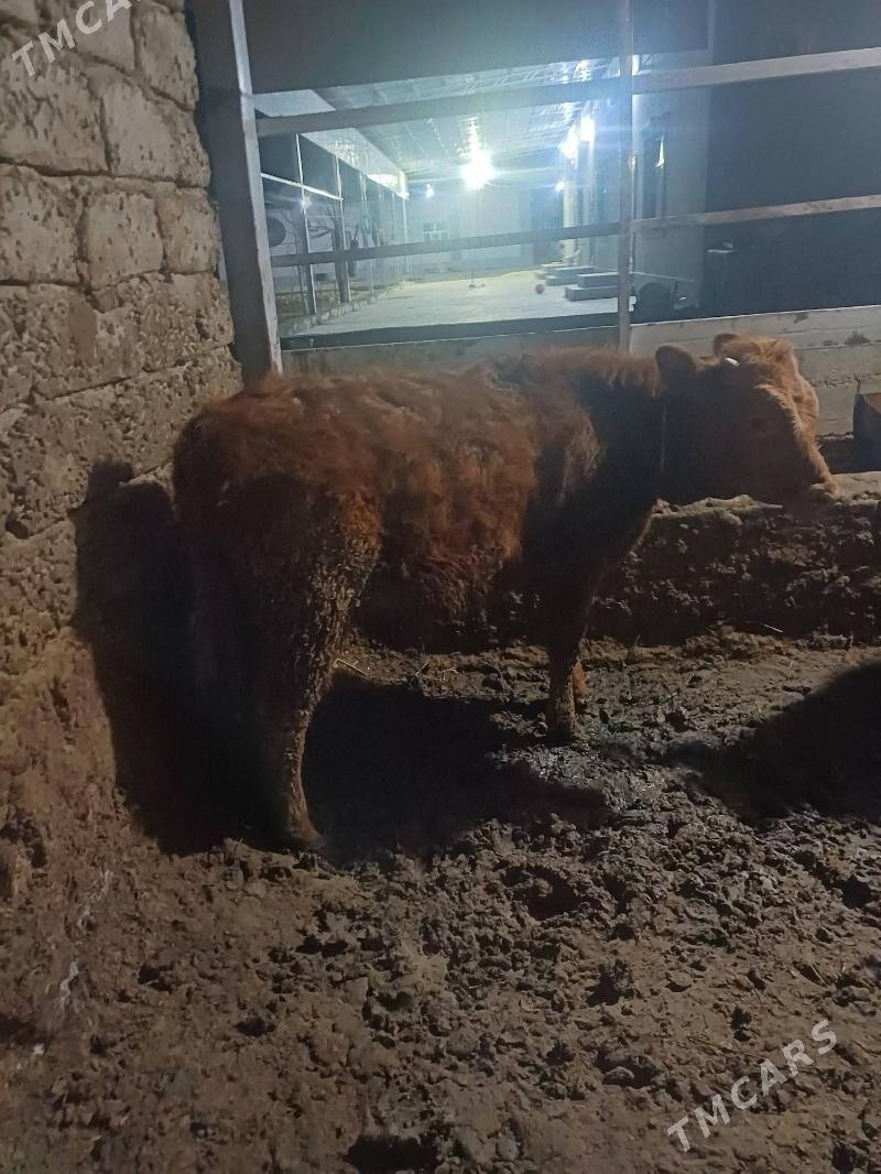 okuz - Aşgabat - img 1