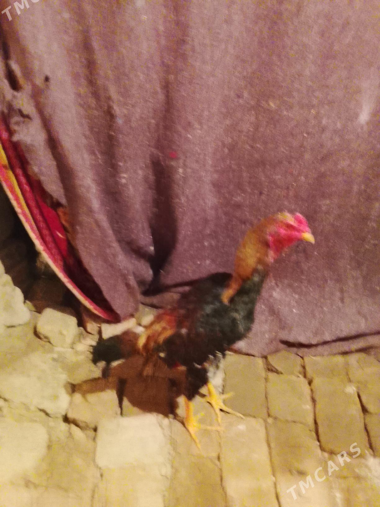 horaz - Чарджоу - img 1