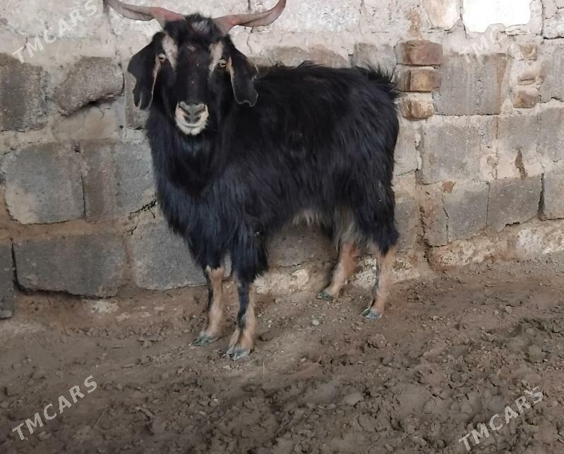 GEÇI - Ашхабад - img 1