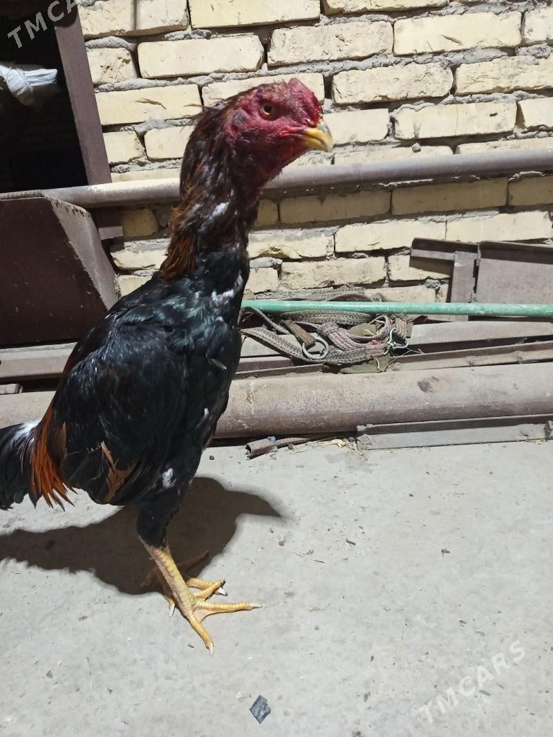 horaz - Туркменабат - img 1