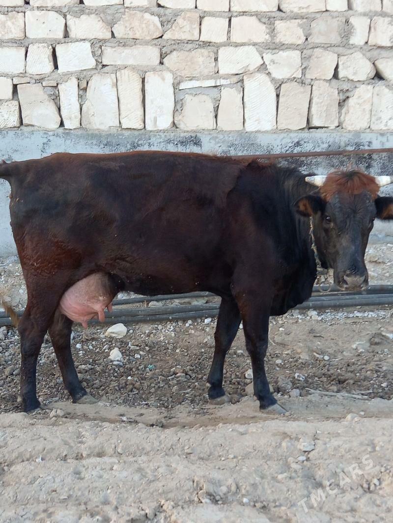 sygyr göleli - Балканабат - img 1