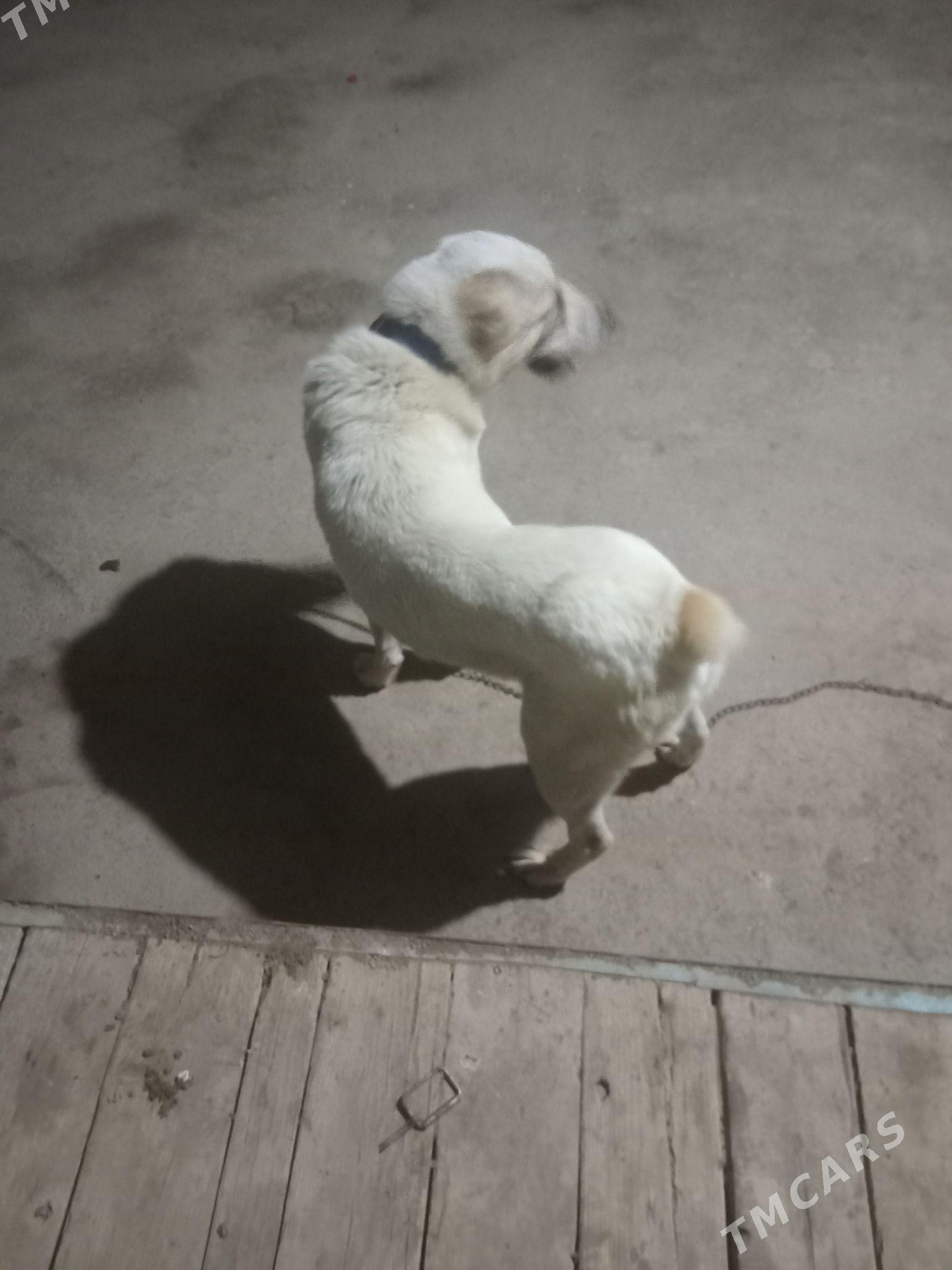 Alabay - Çärjew - img 1