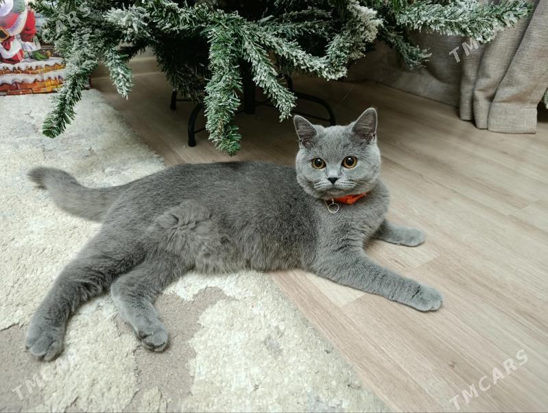 Породистая кошка - Mary - img 1