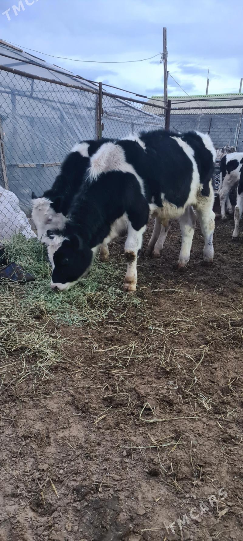 okuz - Ашхабад - img 1