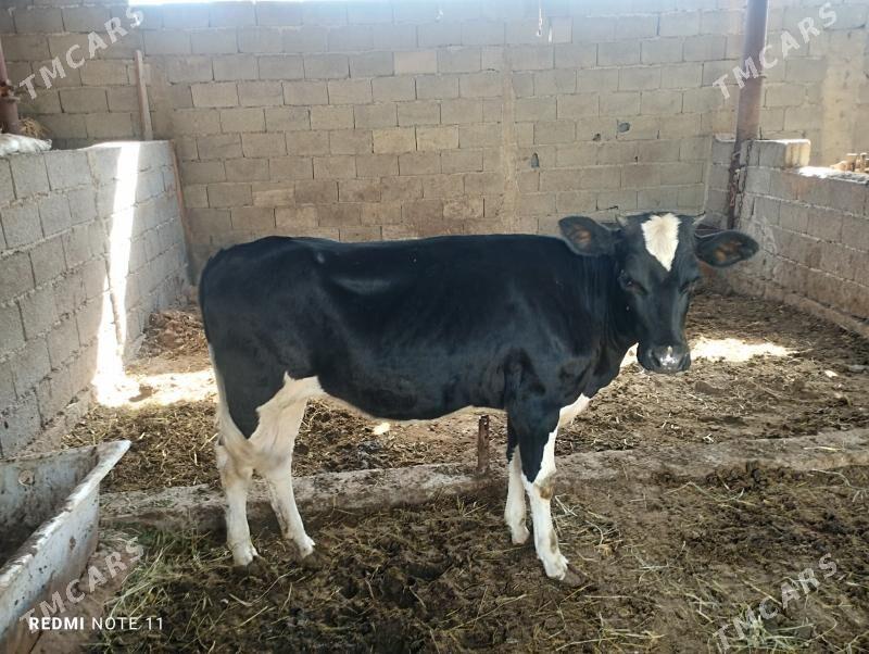 туве ала сыгырдан - Гёкдже - img 1