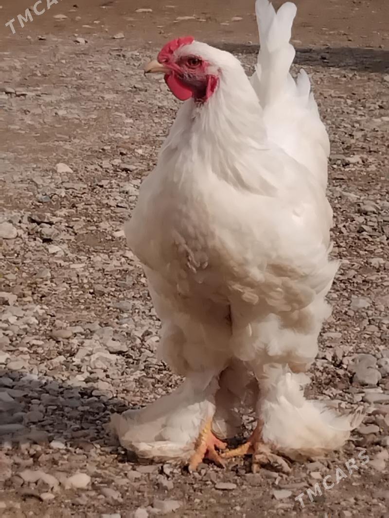 horaz - Jebel - img 1