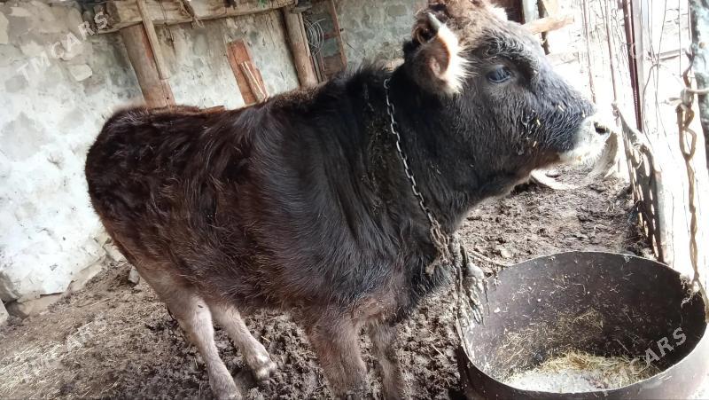 sygyr - Gyzylarbat - img 1