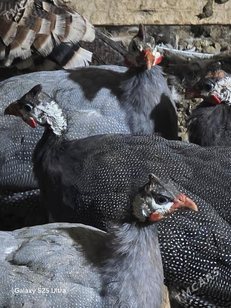 kakilik yumurtga - Baýramaly - img 1