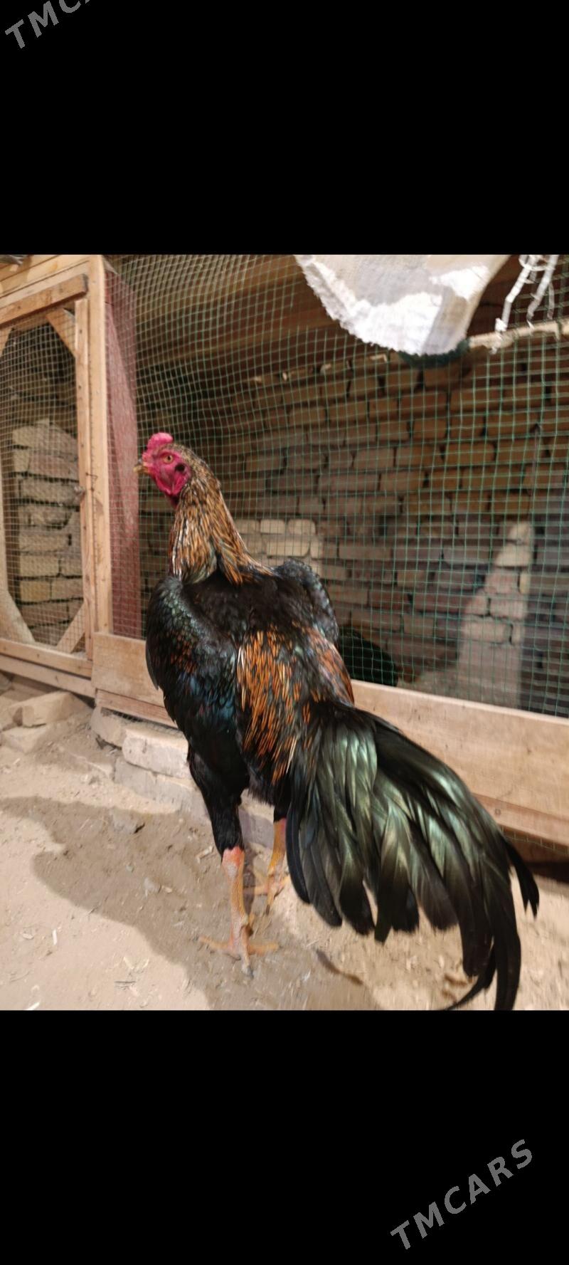 Taskent - Mary - img 1