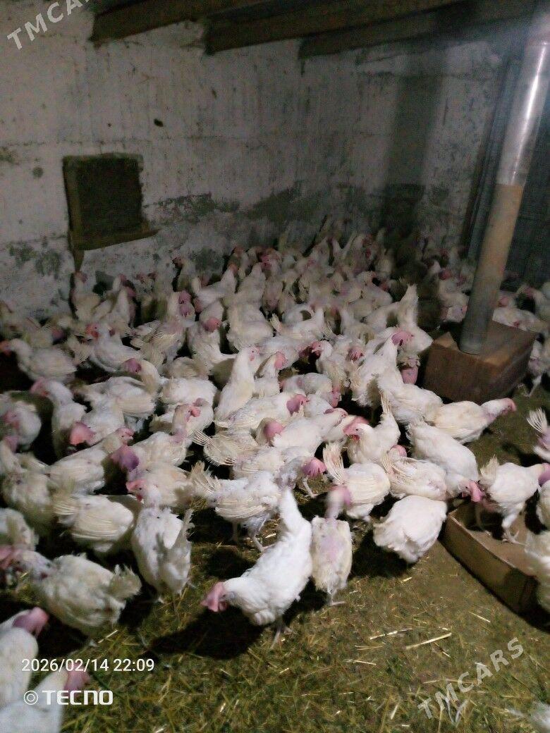 uly ak towuk - Гёкдепе - img 1