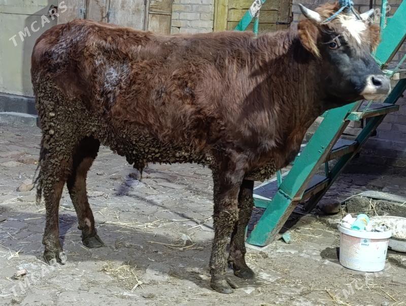 okuzler - Туркменабат - img 1