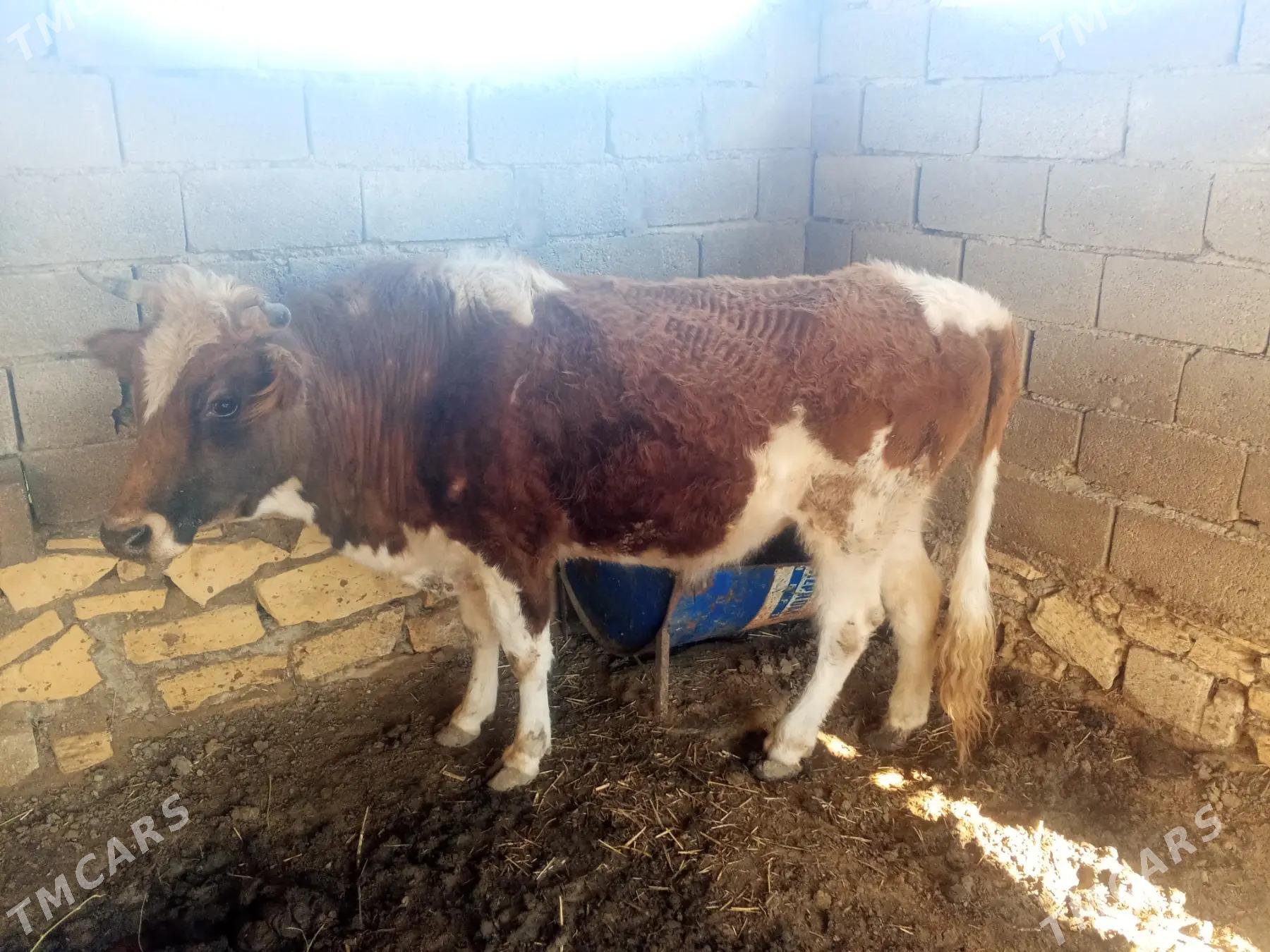 okuz - Этрек - img 1