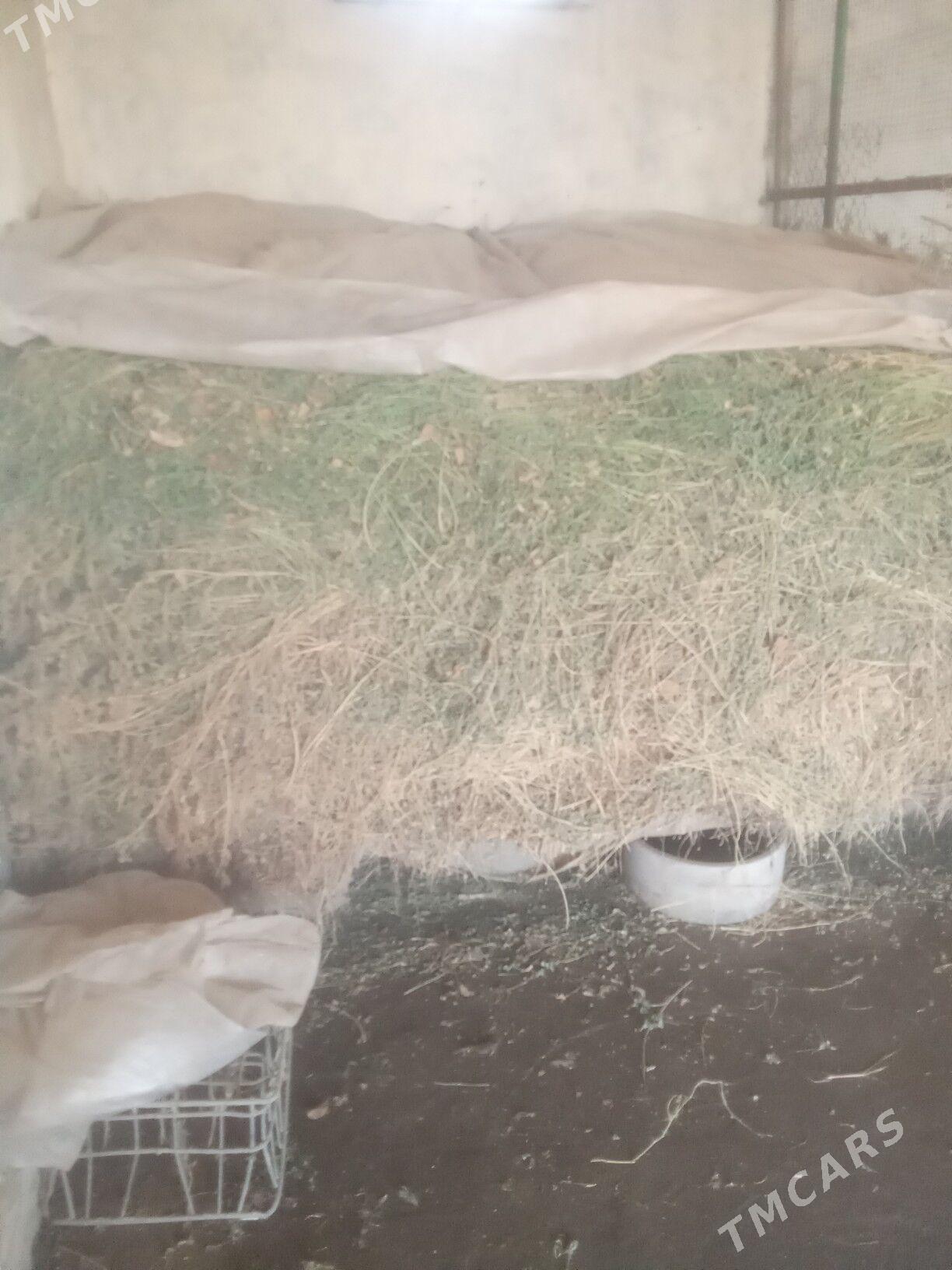 Ot Ýorunja - Mary - img 1