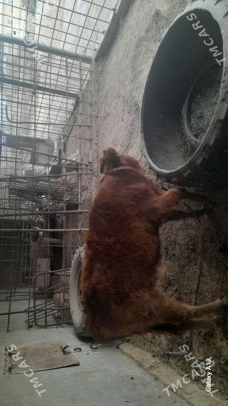 GULAJYN GOLE - Сакарчага - img 1